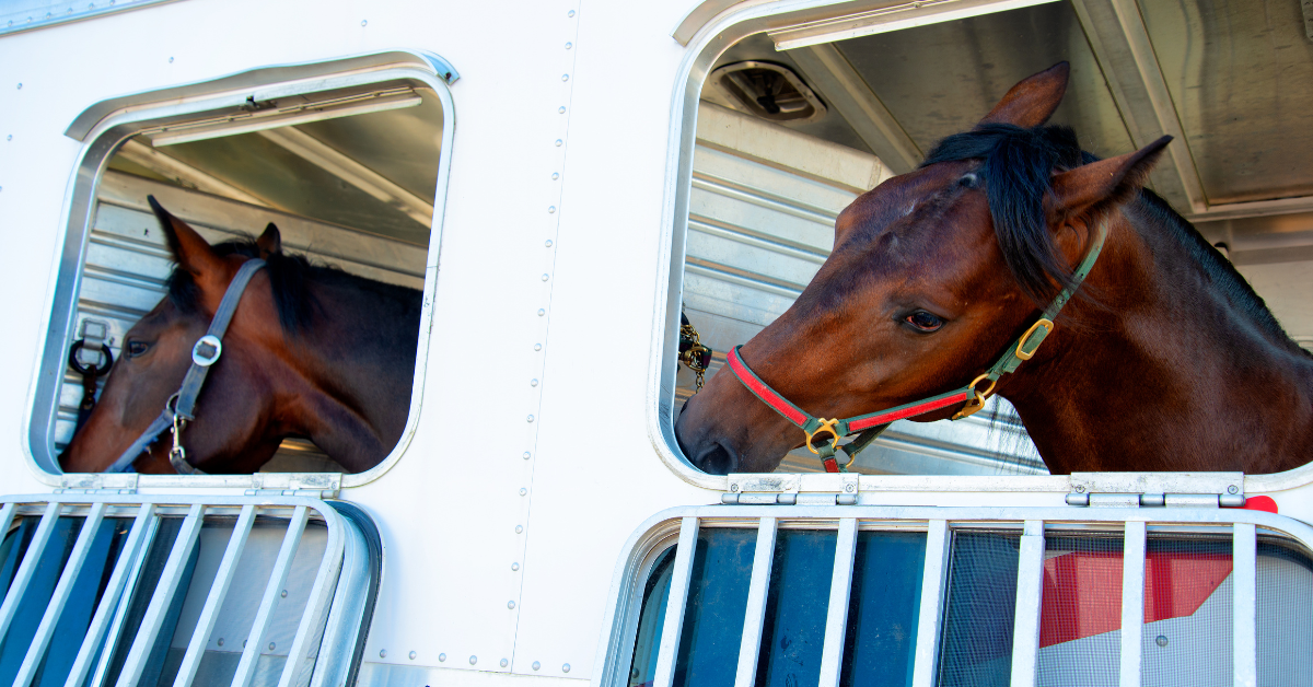 Shipping Fever in Horses Symptoms, Prevention and Treatment
